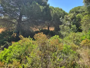 Finca en Abela Santiago do Cacém , Setúbal Portugal