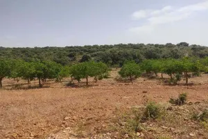 PRECIOSA FINCA DE 367 HECTAREAS EN ALBACETE