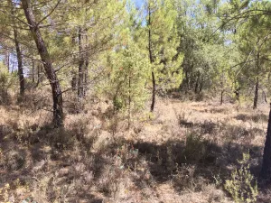 PARCELA RÚSTICA CON PINAR Y BOSQUE BAJO