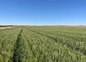 Alquiler Finca Rústica de Regadío 60ha Quinto