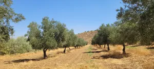FINCA MIXTA ALMENDROS - OLIVAR