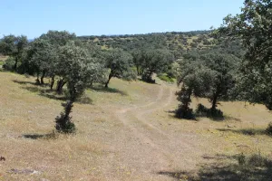 FINCA GANADERA Y CINEGETICA EN JAEN - 1531