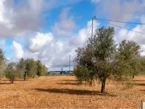 Parcela de olivos de secano de 13.831 m2