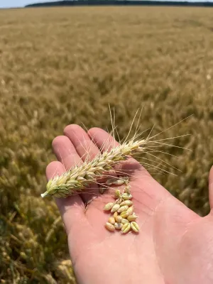 Finca agrícola en rumania