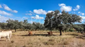 Dehesa ganadera en venta en Huelva