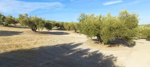 Olivos centenarios picual