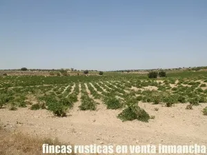 finca en venta 70 has. labor olivar riego