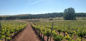 Finca rústica de viñedo en Nava del rey