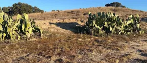 Finca rústica de 6 ha en Mentrida