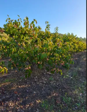 Campo Caqui
