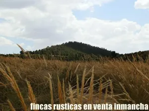 finca en venta 464 has. labor monte Albacete