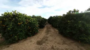 FINCA DE REGADÍO DE LIMONEROS EN MULA