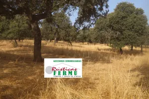 Finca mixta en el  VALLE DE LOS PEDROCHES.