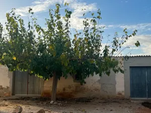 Finca rustica zona Amposta