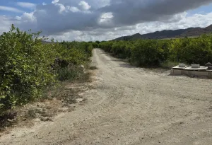 Finca agrícola en venta en Zeneta