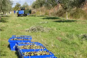 Olivar Con Buen Acceso En Plena Producción