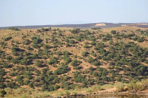 Finca Ganadera De 800ha Cerca De Cáceres