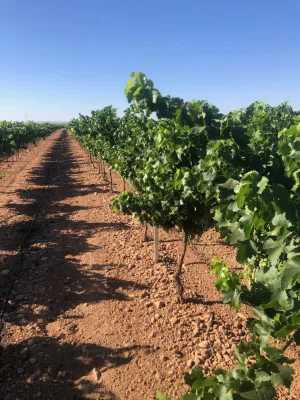 [gestifincarustica] - viñedo en espaldera