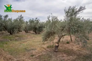 Terreno rústico en Las Gabias. Junto al campo de golf