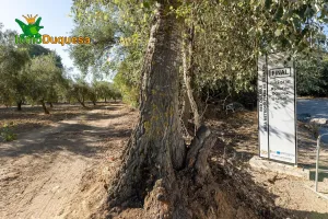 Terreno rústico con OLIVOS y caseta.