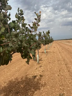 [gestifincarustica] - Tierra plantada de pist