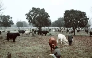 GRAN FINCA RÚSTICA CON POTENCIAL HÍDRICO