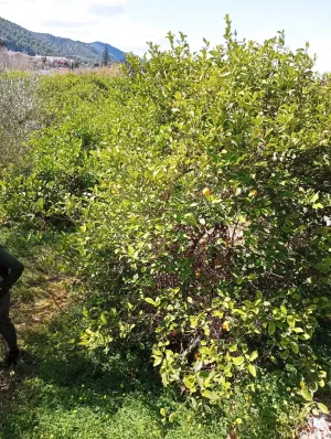 Terreno rústico en Los Lages - Los Garres