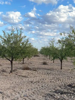 [gestifincarustica] - almendros regadio