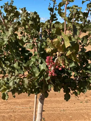 [gestifincarustica] - PISTACHOS