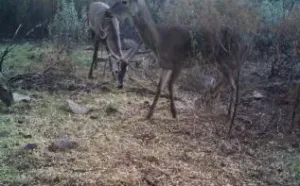 Hermosa Finca de Caza mayor y Recreo
