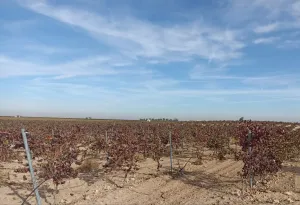 Finca en venta de 9 ha en Tomelloso