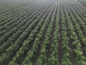 Olivar Superintensivo regadio 8,4 has