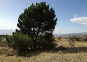 RUSTICA CON CORTIJO Y MANANTIAL