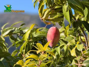 Finca rústica de AGUACATES con CONTRUCCIÓN de 37 m² en Los Guájares (Faragüit).
