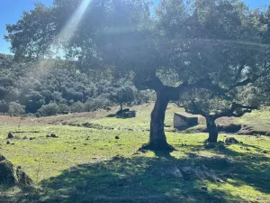 FINCA GANADERA Y CINEGÉTICA EN VENTA