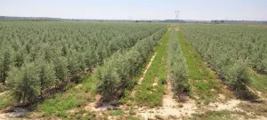 Venta de Finca de olivos superintensivos