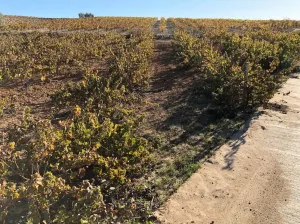 Finca en Bollullos Par del Condado