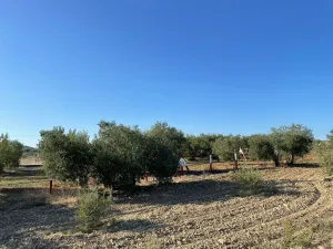 Finca rural Bollullos Par del Condado