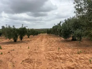Finca en Almonte Huelva