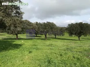 FINCA GANADERA DE UNAS 300 ha ALCANTARA