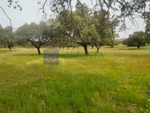 Finca Ganadera 1300 ha