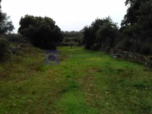 Finca Ganadera 200 ha en Aliseda