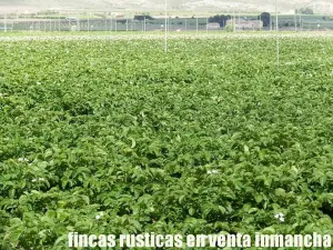 finca en venta 28 has. labor riego en Villena