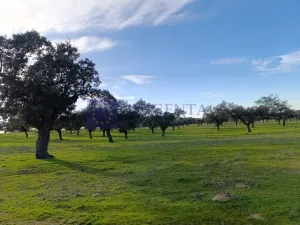 Finca Ganadera de 100 ha en Torrejoncillo