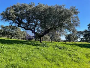 Se vende finca de 340 ha en Montánchez