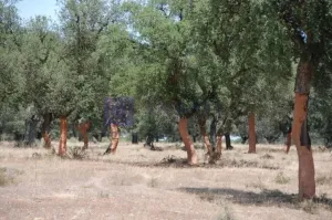 Se vende finca Ganadera 440 ha Badajoz