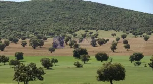 Se vende finca Ganadera y Cinegética 1400 ha
