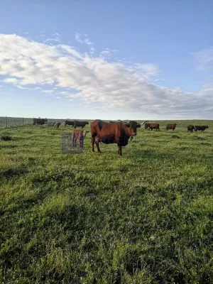Finca Ganadera 120 ha en Cáceres