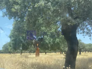 Finca Ganadera de 170 ha zona Plasencia