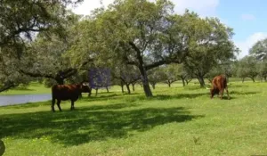 Finca Ganadera en Don Benito